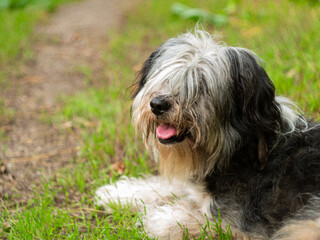 Naklejka na ściany i meble Polish Lowland Sheepdog sitting on green grass and showing pink tongue. Selective focus on a nose. Portrait of cute big black and white fluffy long wool thick-coated dog. Funny pet animals background