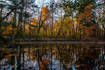 colorful autumn forest in the mist