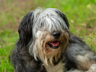 Polish Lowland Sheepdog sitting on green grass and showing pink tongue. Selective focus on a nose. Portrait of cute big black and white fluffy long wool thick-coated dog. Funny pet animals background