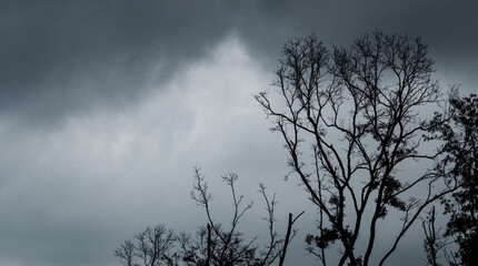 Silhouette dead tree on dark dramatic sky and black clouds. Dark sky and dead tree background for Halloween day. Dead tree branches. Leafless tree in the forest. Background for sad and lonely moment.