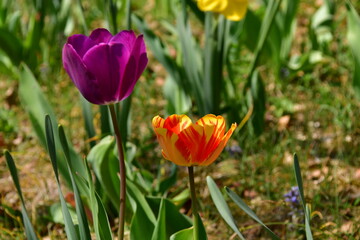 meadow of pink, yellow, red, purple colored tulips