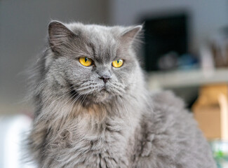 Fototapeta premium gatto grigio, razza british long hair, occhi arancioni a pelo lungo