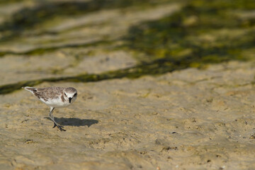 Greater sand plover at Busaiteen coast of Bahrain