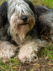 Polish Lowland Sheepdog sitting on wooden bench and showing pink tongue. Selective focus on a nose. Portrait of cute big black and white fluffy long wool thick-coated dog. Funny pet animals background