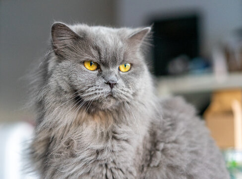 Foto Stock gatto grigio, razza british long hair, occhi arancioni a pelo  lungo | Adobe Stock