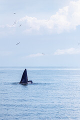 Naklejka premium bryde's whale watching in gulf of thailand