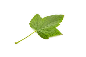 Green currant leaf isolated on white background