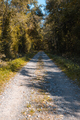 Path in the woods during autumn