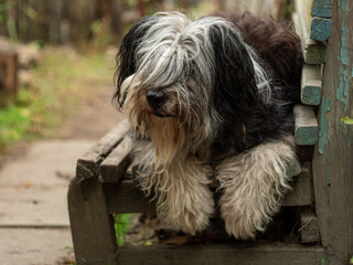 Naklejka na ściany i meble Polish Lowland Sheepdog sitting on wooden bench and showing pink tongue. Selective focus on a nose. Portrait of cute big black and white fluffy long wool thick-coated dog. Funny pet animals background