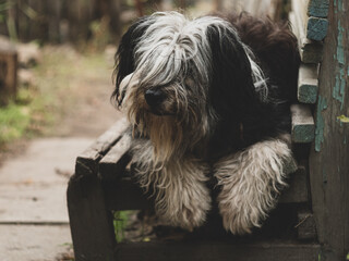 Polish Lowland Sheepdog sitting on wooden bench and showing pink tongue. Selective focus on a nose. Portrait of cute big black and white fluffy long wool thick-coated dog. Funny pet animals background