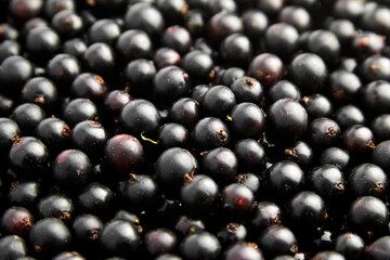 Black currant fresh berries closeup