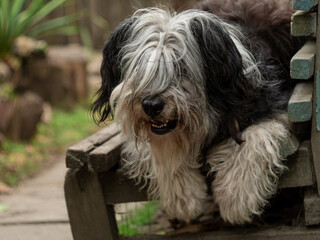 Polish Lowland Sheepdog sitting on wooden bench and showing pink tongue. Selective focus on a nose. Portrait of cute big black and white fluffy long wool thick-coated dog. Funny pet animals background