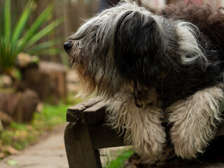 Polish Lowland Sheepdog sitting on wooden bench and showing pink tongue. Selective focus on a nose. Portrait of cute big black and white fluffy long wool thick-coated dog. Funny pet animals background