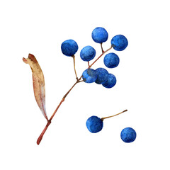 Watercolor twig with berries on white background