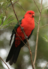 Adult male King Parrot (Alisterus scapularis), a native Australian bird, perched in a tree.