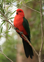 Adult male King Parrot (Alisterus scapularis), a native Australian bird, perched in a tree.