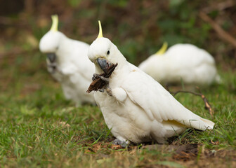 Sulphur-crested cockatoo (Cacatua galerita), a large white parrot found in Australia, chewing on a piece of bark.