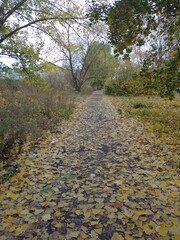 path in autumn