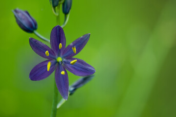 Purple Lily - Camas Lily (Camassia quamash).