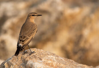 Isabelline Wheatear in upriight position at Busaiteen coast of Bahrain