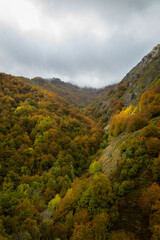 At the beginning of autumn the forest is stained with hundreds of ocher colors.