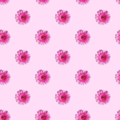 Fototapeta na wymiar Seamless pattern made of magenta gerbera flower head with pollen on light pink background. Modern isometric concept