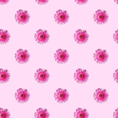 Seamless pattern made of magenta gerbera flower head with pollen on light pink background. Modern isometric concept