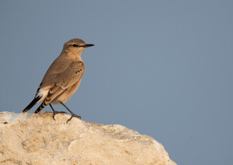 Isabelline Wheatear at Busaiteen coast of Bahrain in the morning