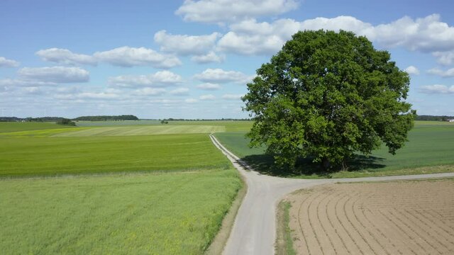 Single tree at fields, Haller Ebene, Baden-Wuerttemberg, Germany