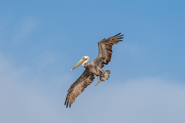 Brown Pelican (Pelecanus occidentalis) in Malibu Lagoon, California, USA