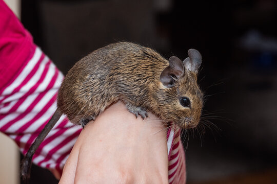 Degu sitting in a hand. The common degu is a small hystricomorpha rodent endemic from Chile. 
