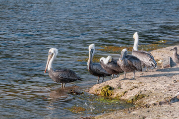 Brown Pelican (Pelecanus occidentalis) in Malibu Lagoon, California, USA