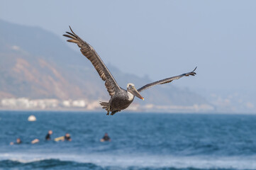 Fototapeta na wymiar Brown Pelican (Pelecanus occidentalis) in Malibu Lagoon, California, USA