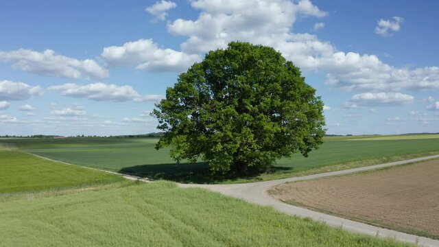 Single tree at fields, Haller Ebene, Baden-Wuerttemberg, Germany