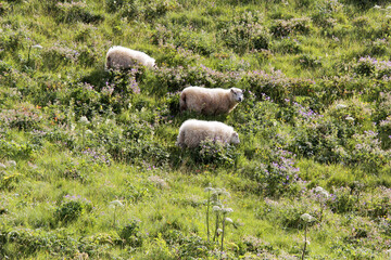 3 moutons shetland