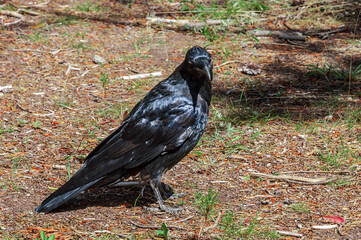 Raven (Corvus corax) in Yellowstone National Park, USA