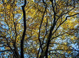 Yellow foliage of autumn trees against the blue sky. Fall season, natural background, landscape