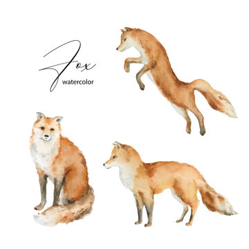 Watercolor vector set of Fox isolated on a white background.