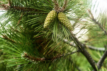Pine branch with green cones and pine needles