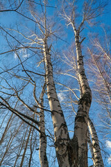 Autumn scene trunks of birches with flying leaves against a background of blue sky and white clouds bottom view.