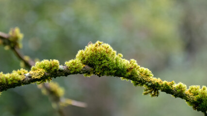 Tree branch overgrown with moss
