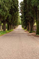 Empty road with an alley of trees in the Veneto region, Italy