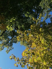 leaves