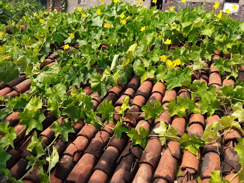 Sponge Gourd, Ridge Gourd, Snake Gourd, Turai, Tori, Turaiya, Gilki, Chikni, Galka, Dodka, Shiral 
But it was popularly known by the name(s) Sponge Gourd, Ridge Gourd, Snake Gourd in green leaves flow