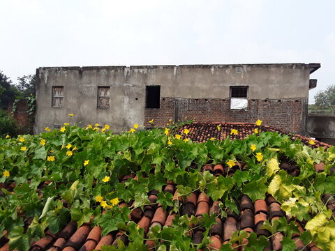 Sponge Gourd, Ridge Gourd, Snake Gourd, Turai, Tori, Turaiya, Gilki, Chikni, Galka, Dodka, Shiral 
But it was popularly known by the name(s) Sponge Gourd, Ridge Gourd, Snake Gourd in green leaves flow