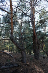 trees in autumn