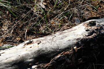 stump