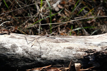 ants in the forest