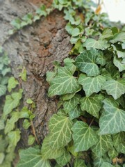 Fototapeta premium lettuce