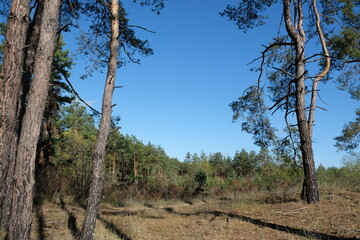 tree in the mountains